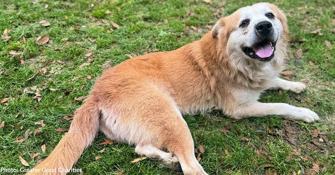 senior golden retriever dog resting in the grass