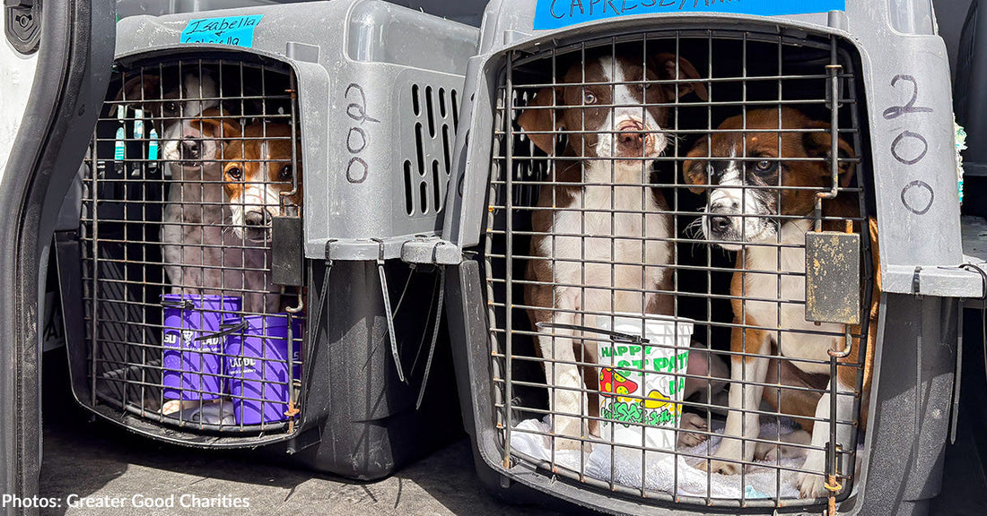puppies in carriers looking at camera