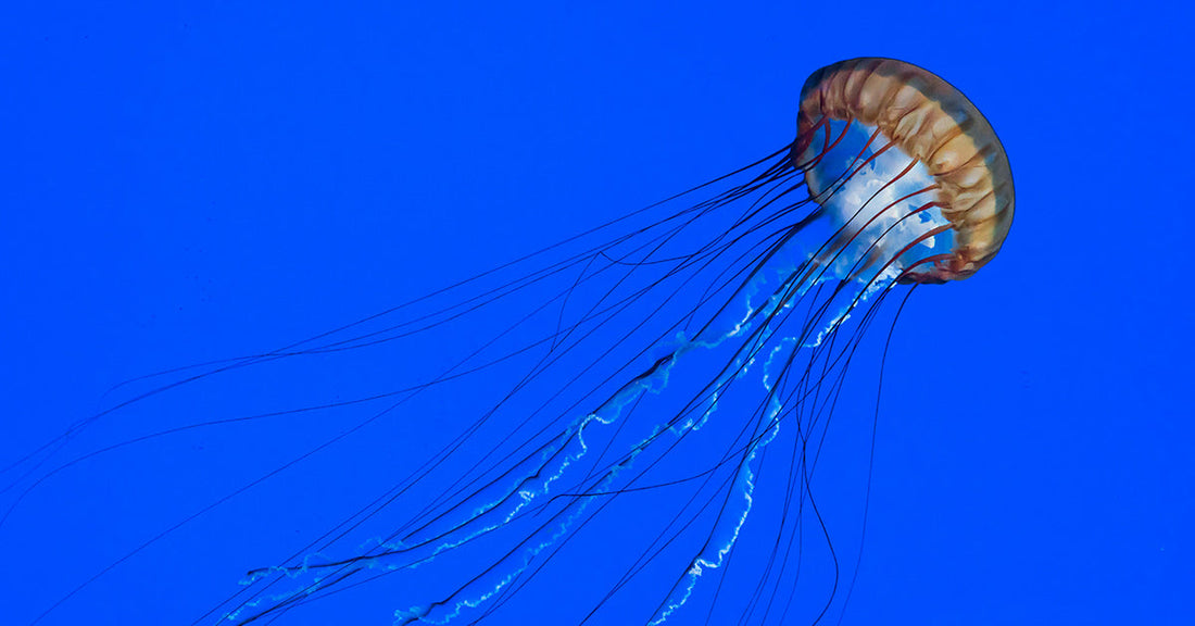 Meet The Giant Arctic Jellyfish That Defy Freezing Temperatures