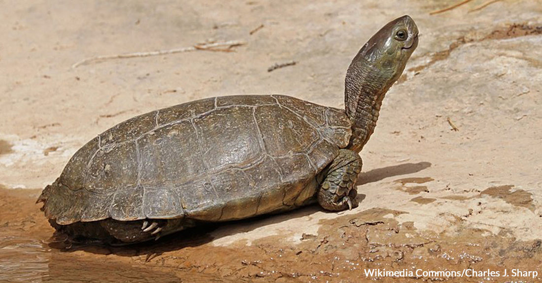 Armored Animals: 10 Animals with the Coolest Protective Exteriors