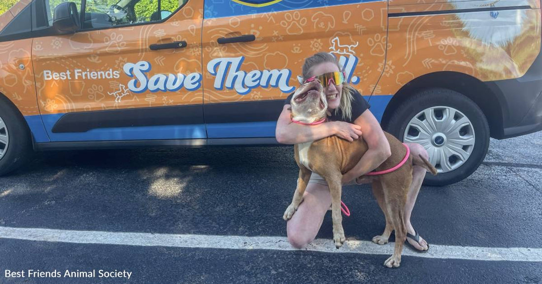 Arthritic Senior Dog Goes Missing, Found More Than 200 Miles From Home