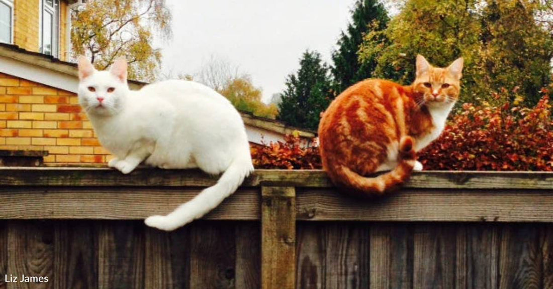 Couple Plans to Adopt Two Gingers, But Another Cat Wins Their Hearts