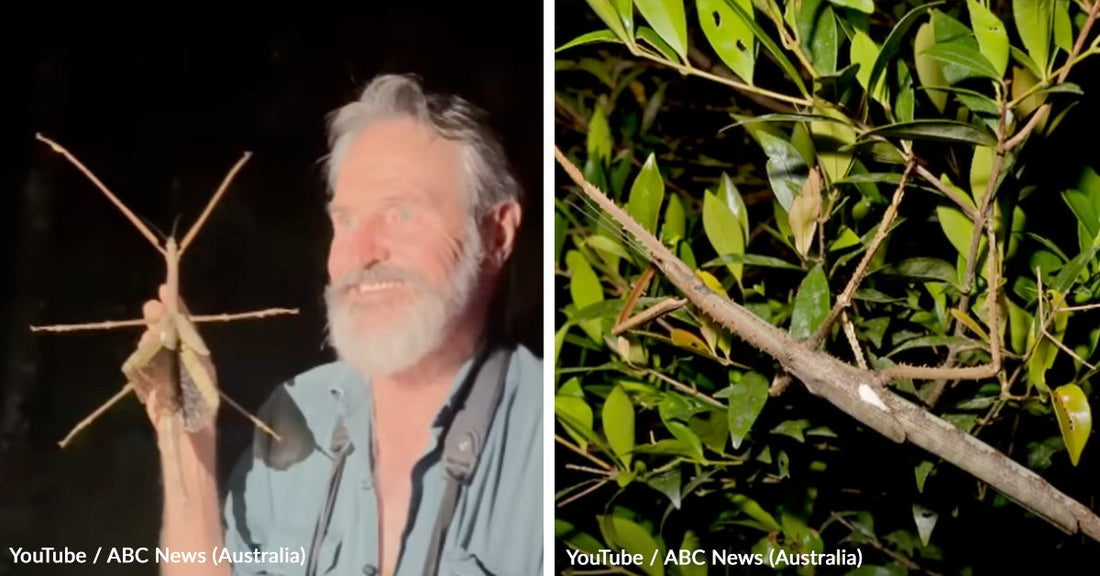 Scientists Uncover Enormous Insect Hidden in Australia’s Rainforest Canopy