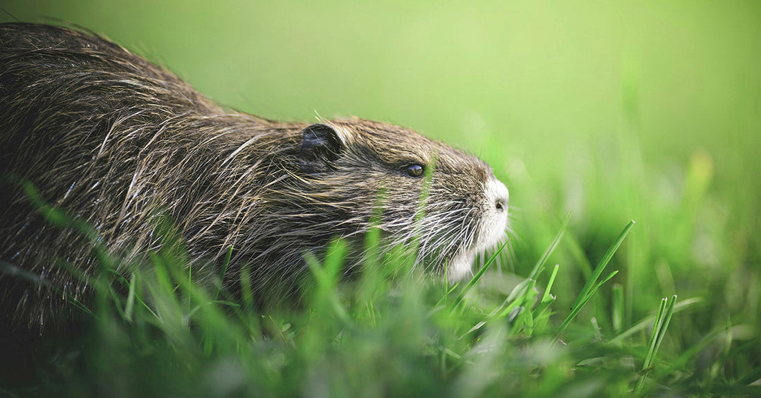 Baby Beaver Battles to Survive After Flood Rips Away His Home and Family