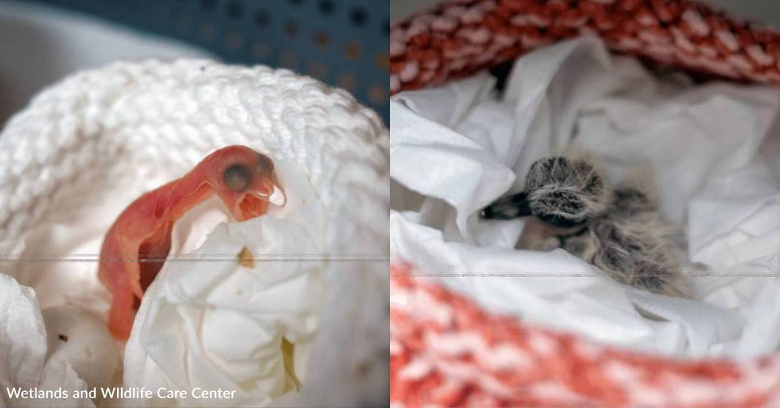 Orphaned Baby Birds Rescued After LA Fires Get a Second Chance