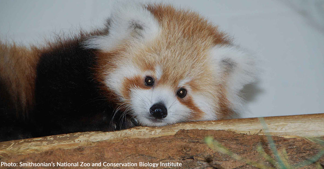 Smithsonian’s National Zoo Asks For Help Naming Baby Red Panda