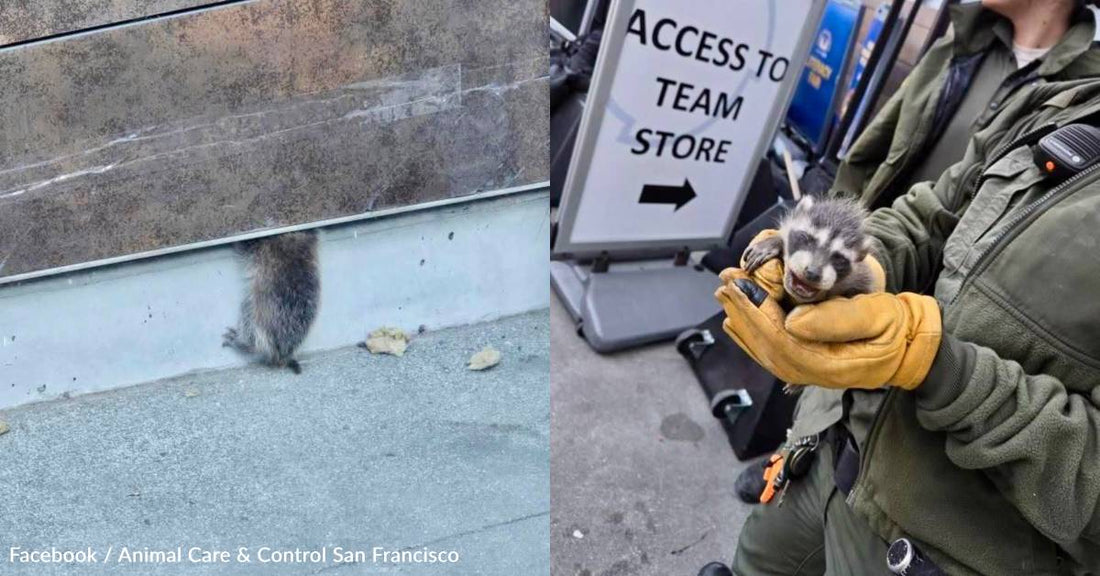 Three Baby Raccoons Rescued From Wall at NBA Arena