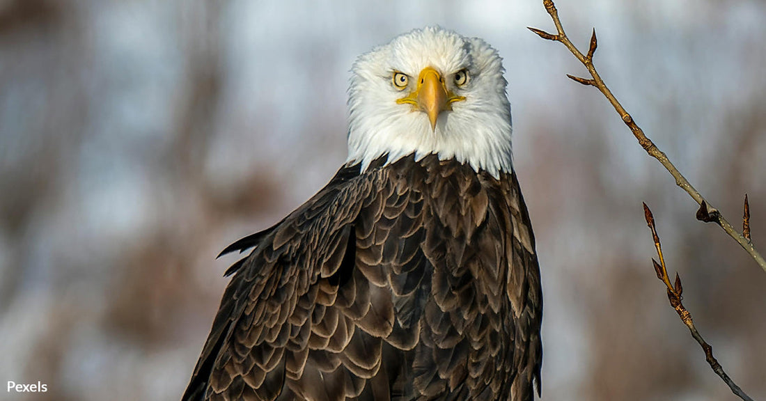 Missouri Storms Claim Life Of Beloved Bald Eagle with Heartwarming Legacy