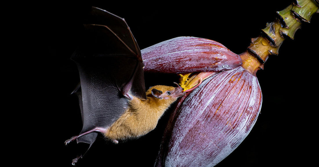 A bat feeding on a banana flower against a dark background.