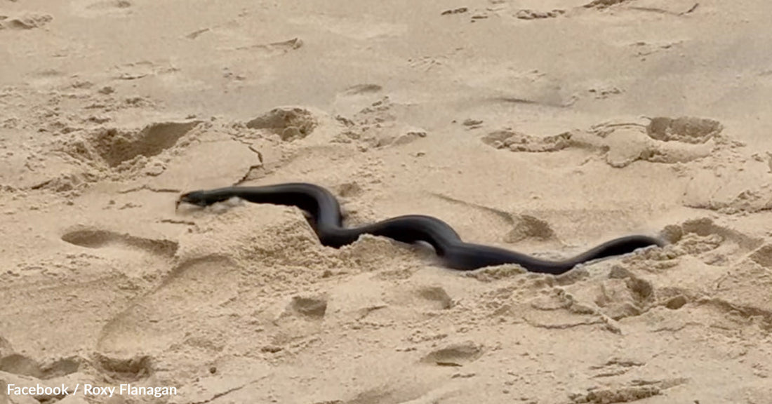 Snake Surprises Maryland Beachgoers and Slithers Out of the Ocean