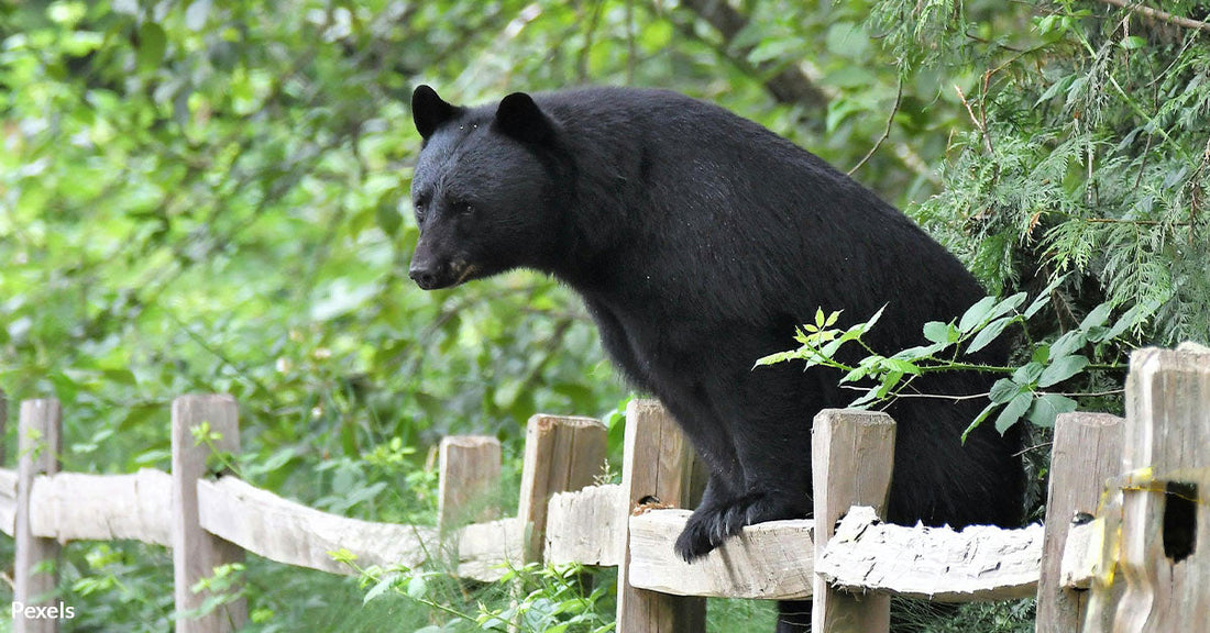 North Carolina Man Faces Down Wild Bear in Full Costume