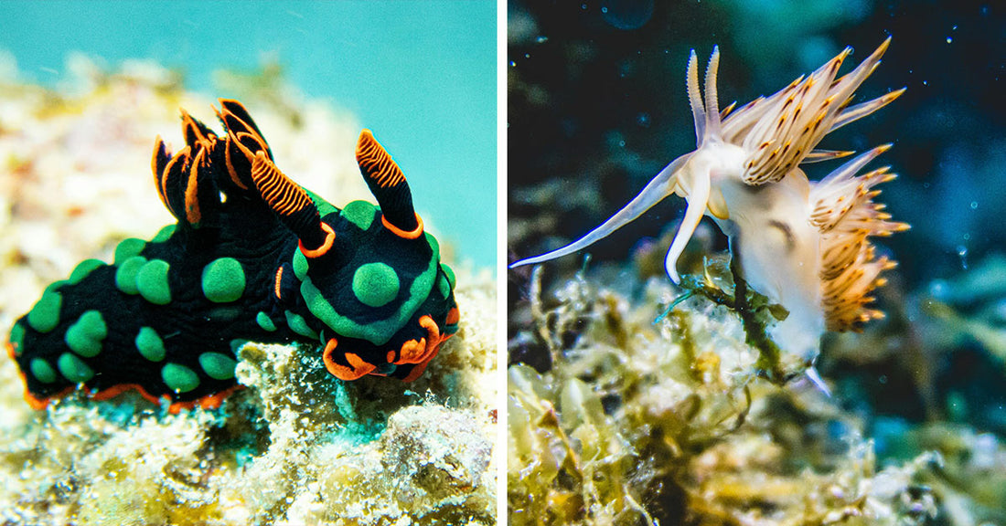 Beautiful and Secretive Sea Slugs Hold Toxins and Underwater Super Powers