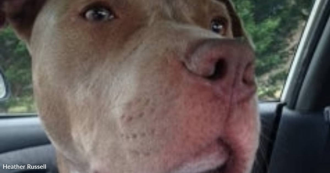 'Miracles Happen': Dog with Serious Spinal Injuries Runs Again