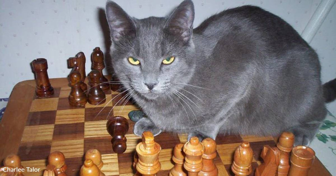 Three Cats Are Tossed Into a Yard, One Decides to Stay