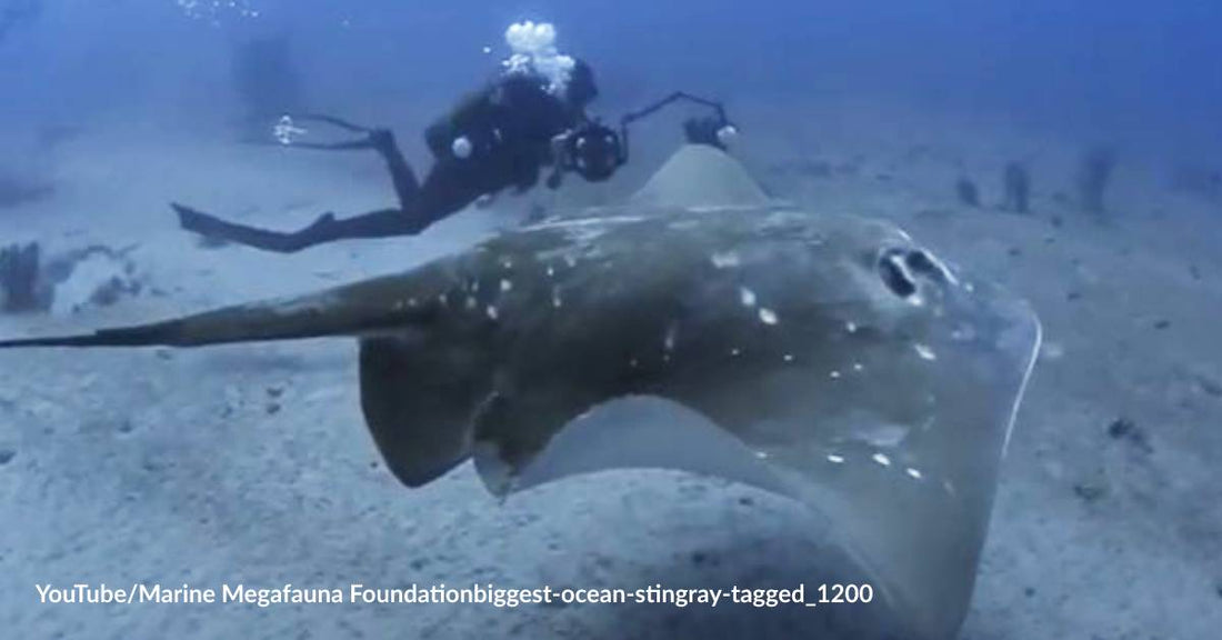 In a World First, Experts Tagged the Biggest Ocean Stingray on the Planet
