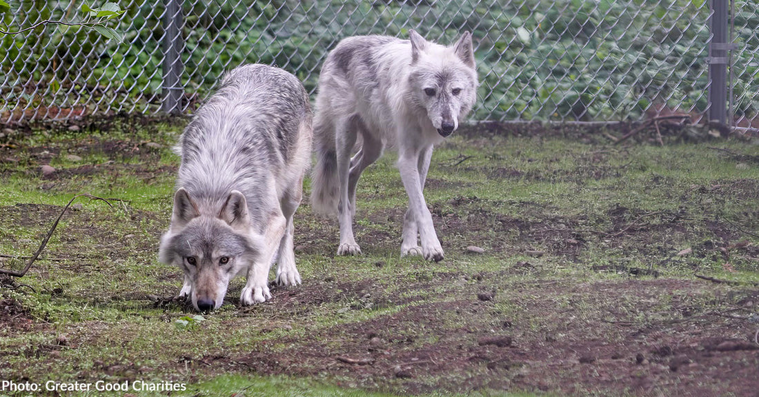 two gray wolves in fenced in enclosure