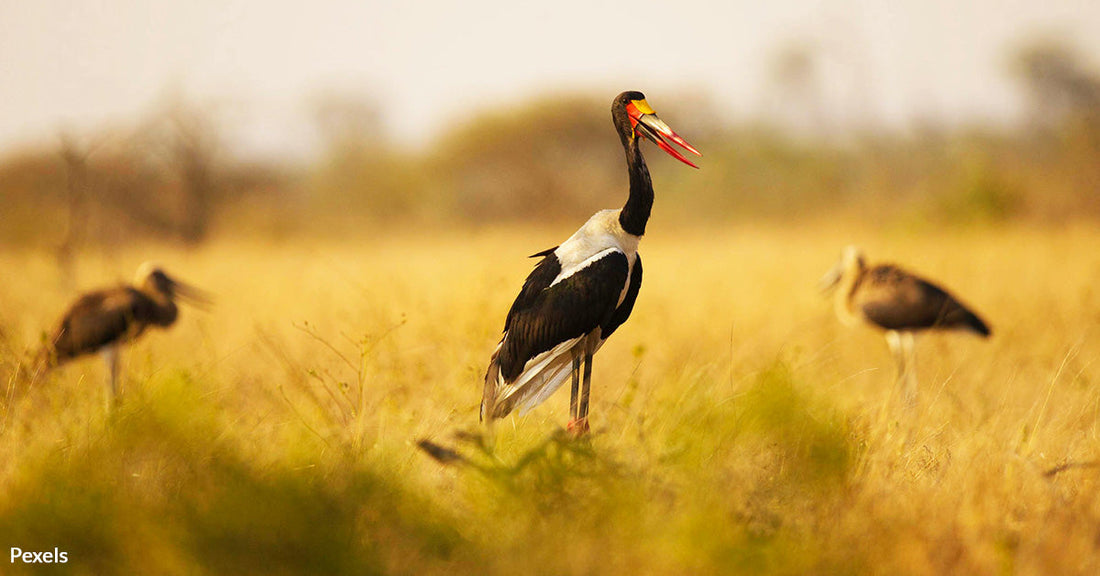 South African Wildlife Heroes Use Puppet Birds to Teach Orphaned Cranes How to Survive