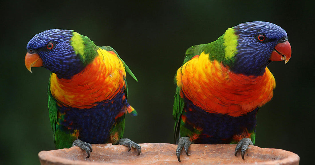 Study Finds Songbirds Form Emotional Bonds That Mirror Human Loyalty