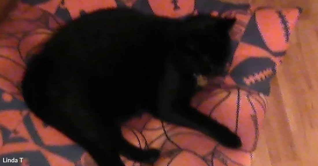 A black cat lying on a patterned orange cushion, slightly blurry due to low lighting, appearing relaxed and at rest.