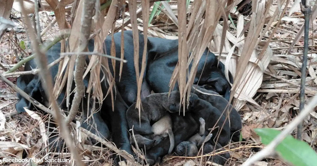 Black mother dog curled around her puppies while nursing them beneath dried palm leaves outdoors.