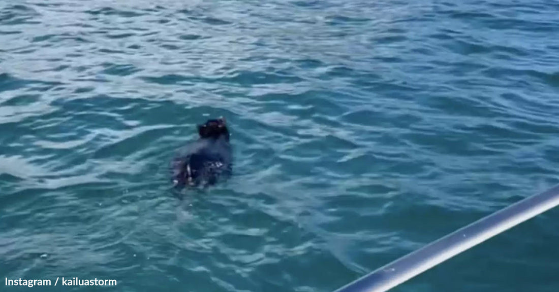Family Spots 'Log' Floating in Hawaii’s Kaneohe Bay, Turns Out To Be Struggling Pig