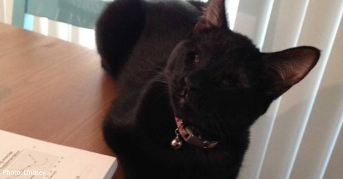 Rescue Cat Named for Classic Mel Brooks Film Character Has Personality