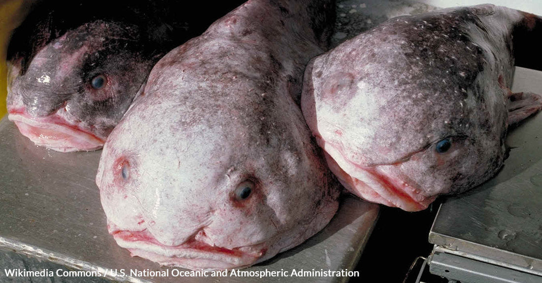 Ugly Blobfish Steals Spotlight as New Zealand's Fish of the Year