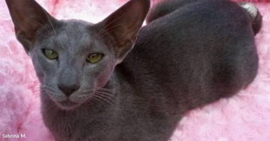 Young Woman Loses Her Dad, But Her Faithful Cat Keeps Her Going