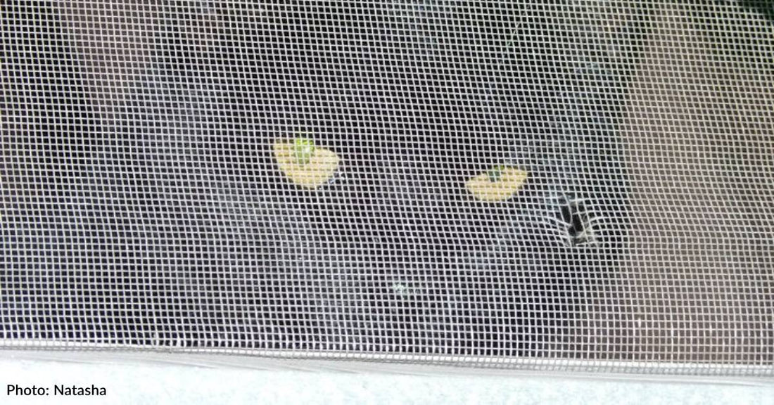 'Cat-Dog' Plays Fetch, Growls at Passersby, and Chases Her Tail