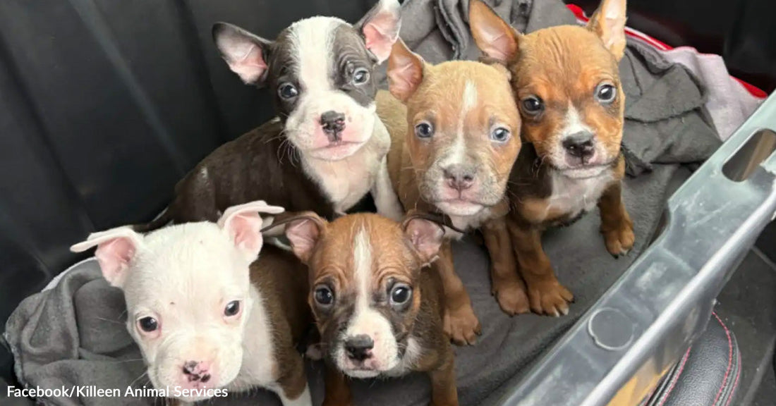 Five small puppies sit close together in a plastic storage bin lined with blankets.