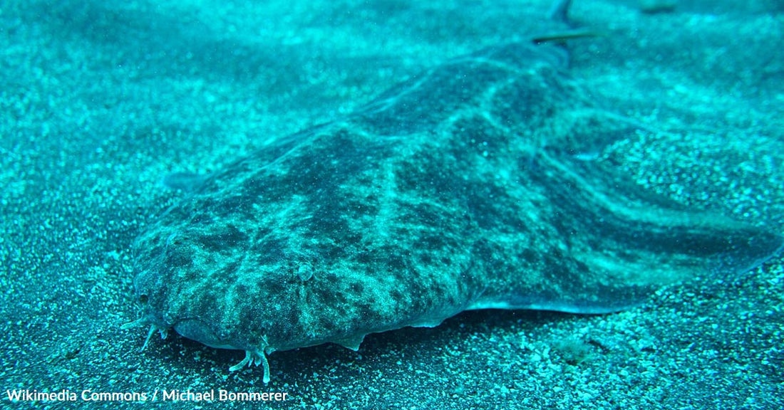 Endangered Sharks Found Children's School Lunches In Brazil