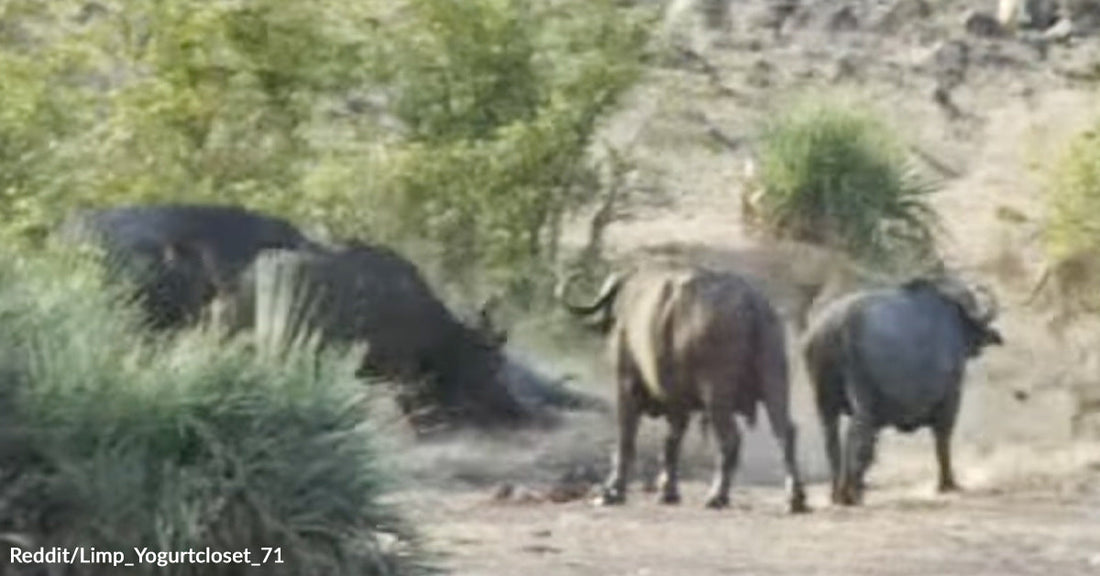 A group of buffalo surround and defend a baby elephant from nearby predators in a dry, grassy landscape.