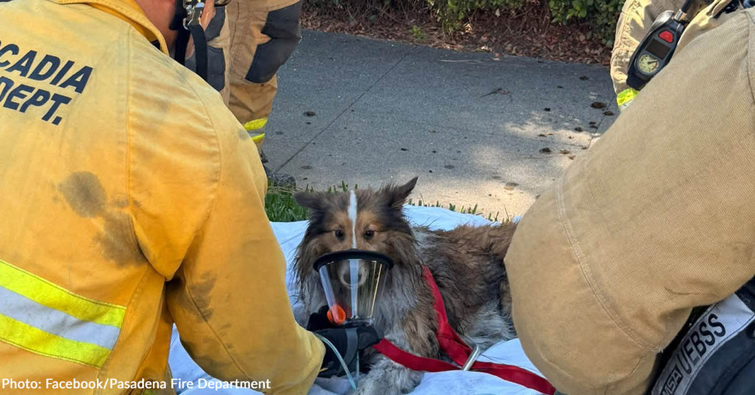 California Firefighters Rush into Burning Home to Save Dog