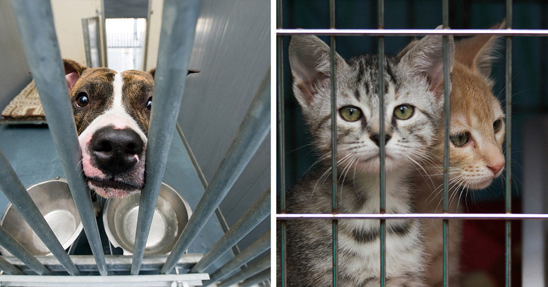 Split image showing a dog behind kennel bars on one side and two kittens behind cage bars on the other, both in shelter environments.