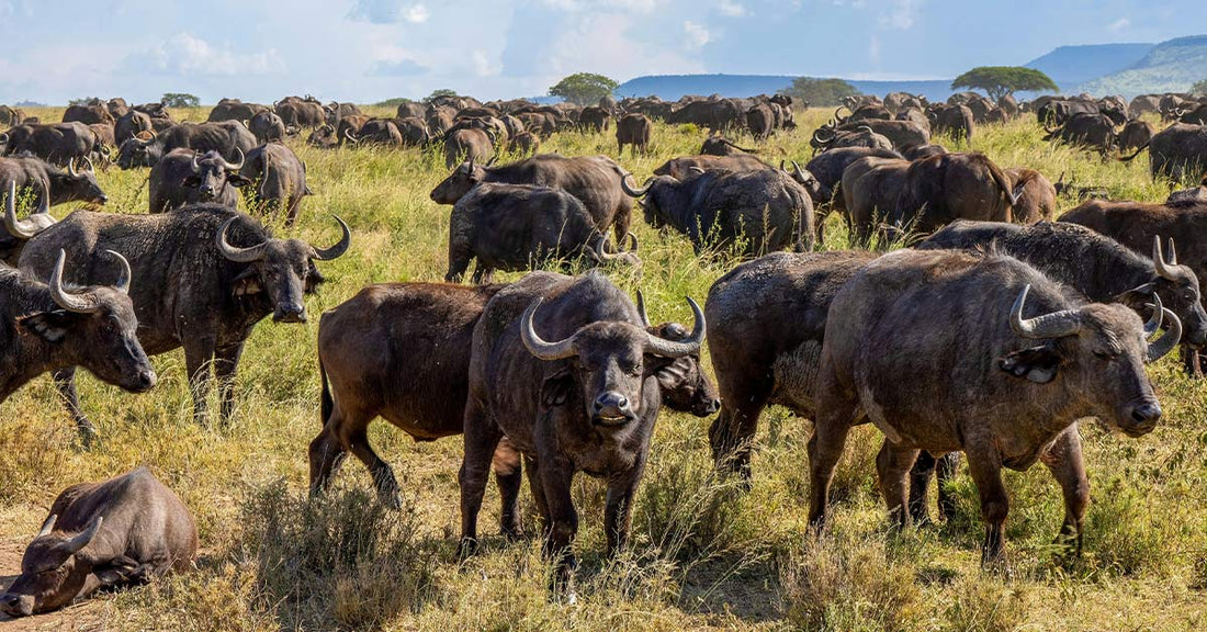 Texas Millionaire Dies After Being Gored by Charging Cape Buffalo in South Africa