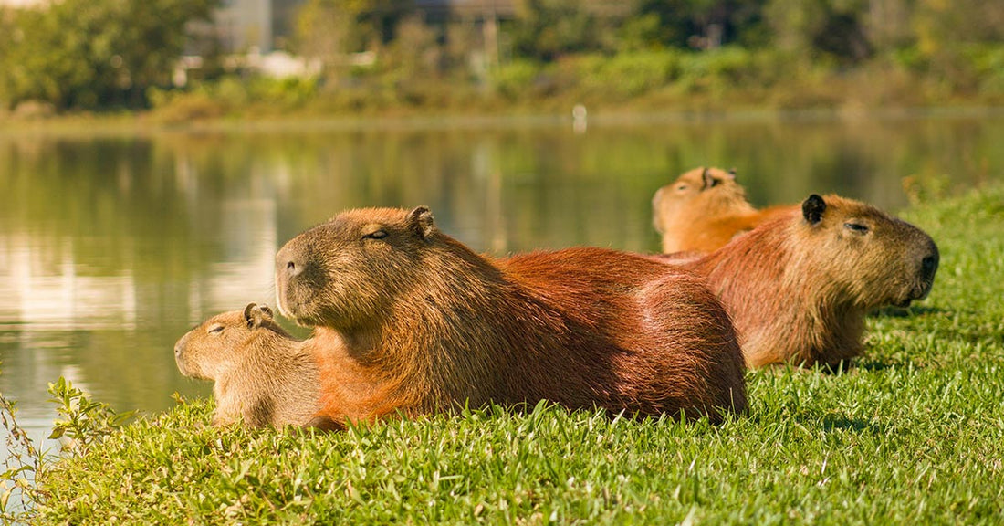 Wildlife Fights Back as Capybaras Reclaim Their Native Habitat A Luxury Town Built on Wetlands