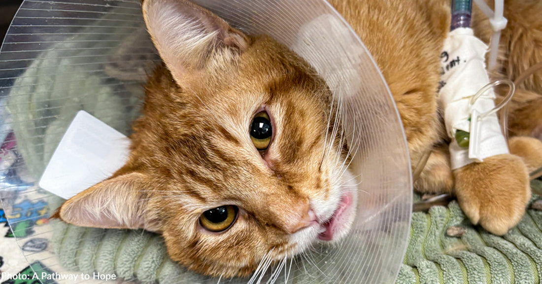 Severely Malnourished Kitten Suffering from Multiple Fractures Needs Your Support to Heal