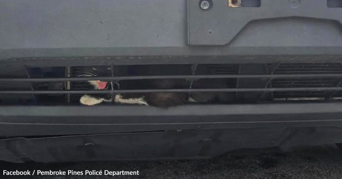 Cat poking its head through the front grille of a vehicle, looking playful.