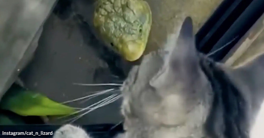 Gray cat peers closely at a green lizard through a glass window or enclosure.