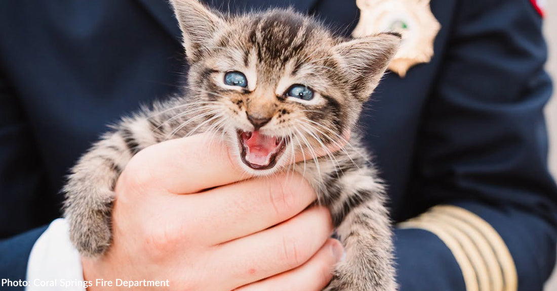 tabby kitten with mouth open held by fireman