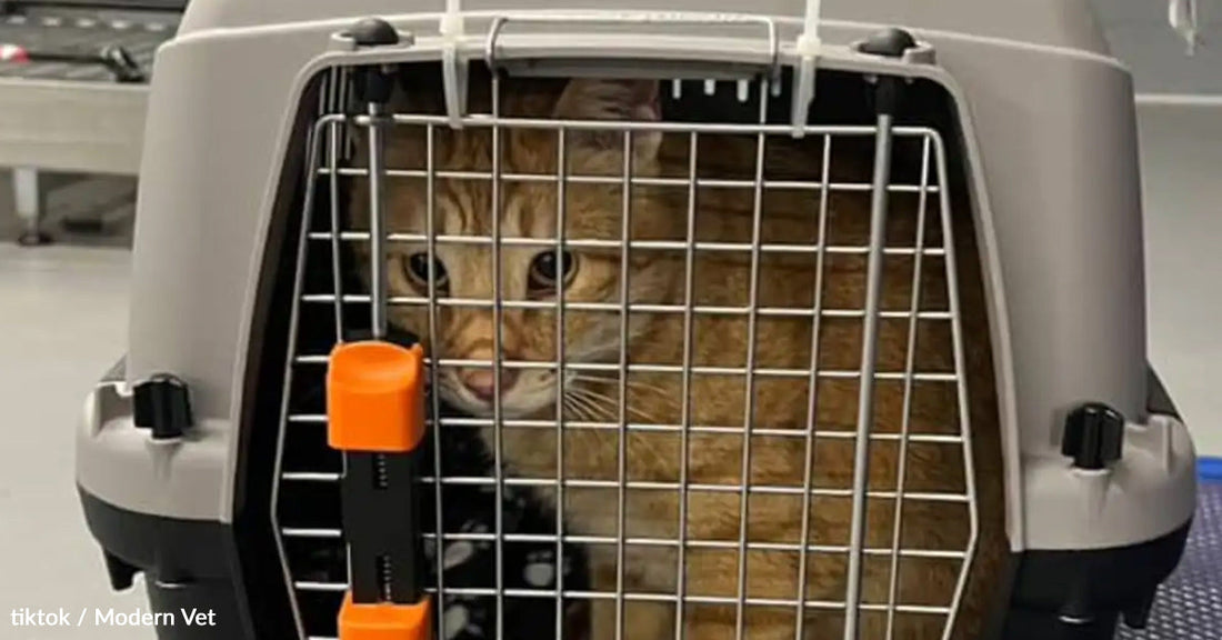 Ginger cat peeking out from a pet carrier with a secure metal door.