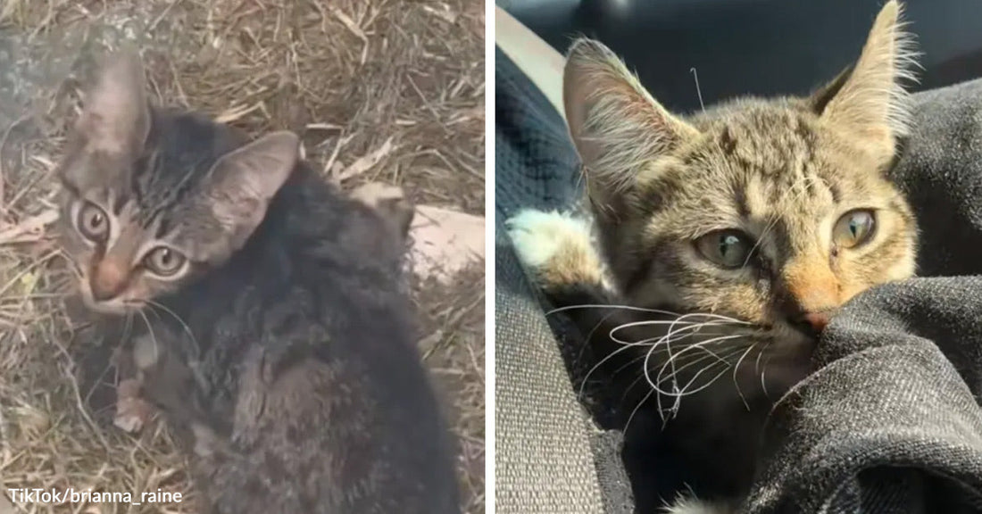 Split image of a tiny tabby kitten outdoors on dry grass and then resting safely in a person’s lap inside a car.