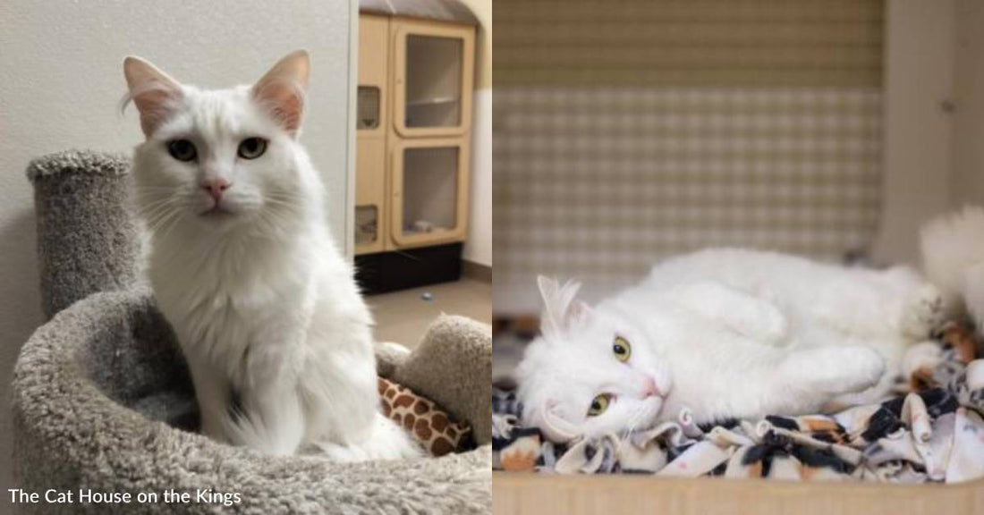 'She Knows She's a Looker': Gorgeous Cat Seeks Forever Home