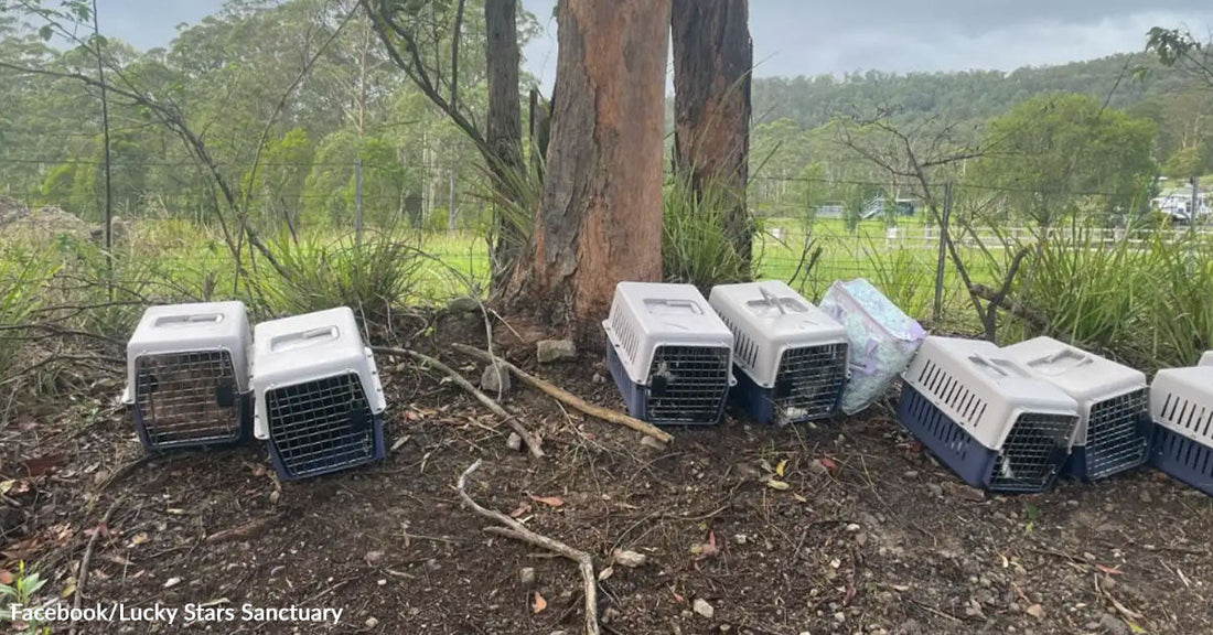 Row of pet carriers placed on the ground under trees.