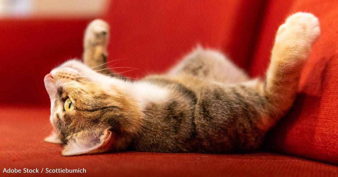 Cats Showing Their Bellies: Do They Want Pets, or Is It a Trap?
