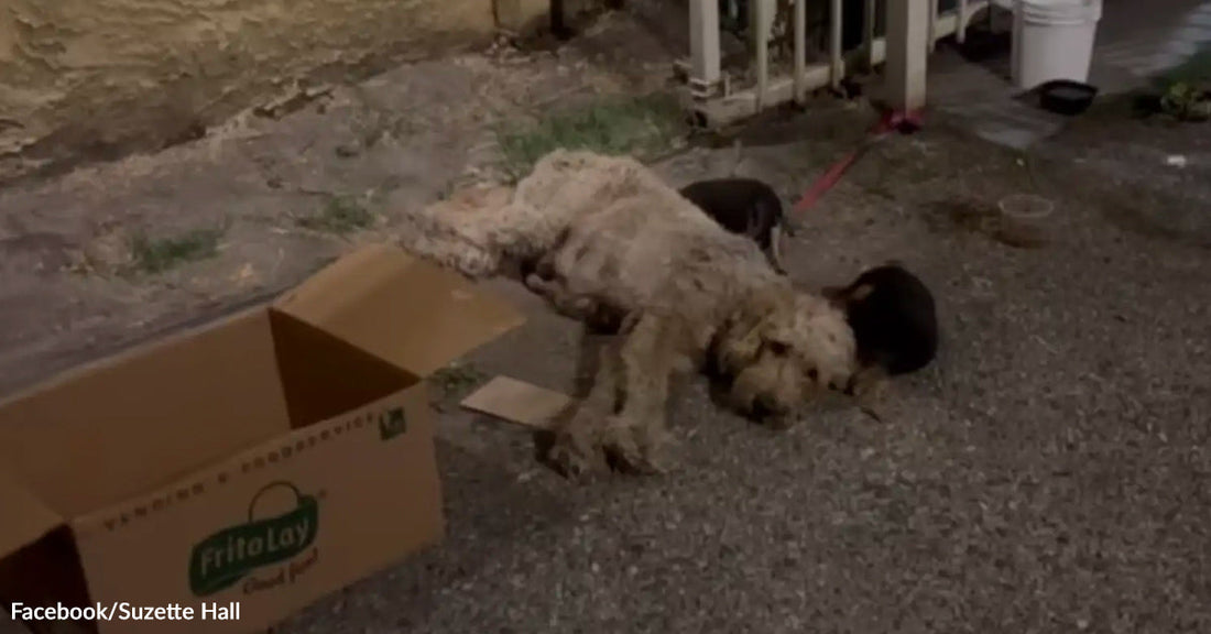 A dog lies on the ground chained near a cardboard box outside a building at night.