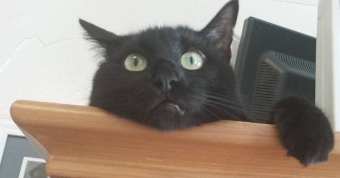 Cat Abandoned in Park with a Single Can of Food