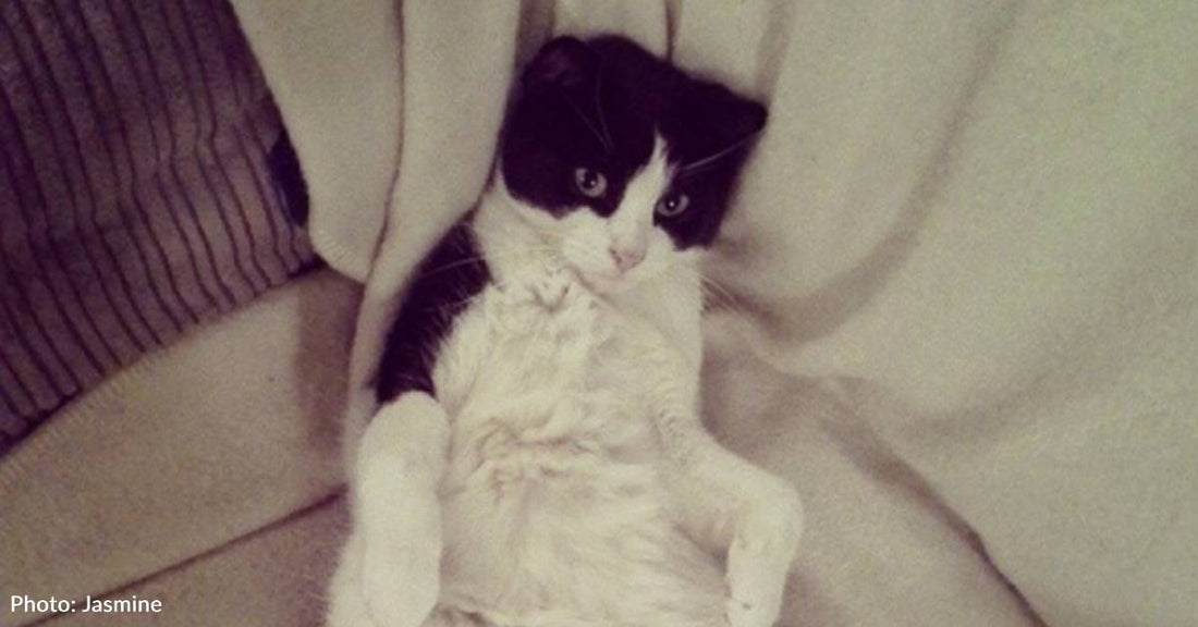 Toddler Bonds Instantly with 'Least Attractive' Cat in the Shelter