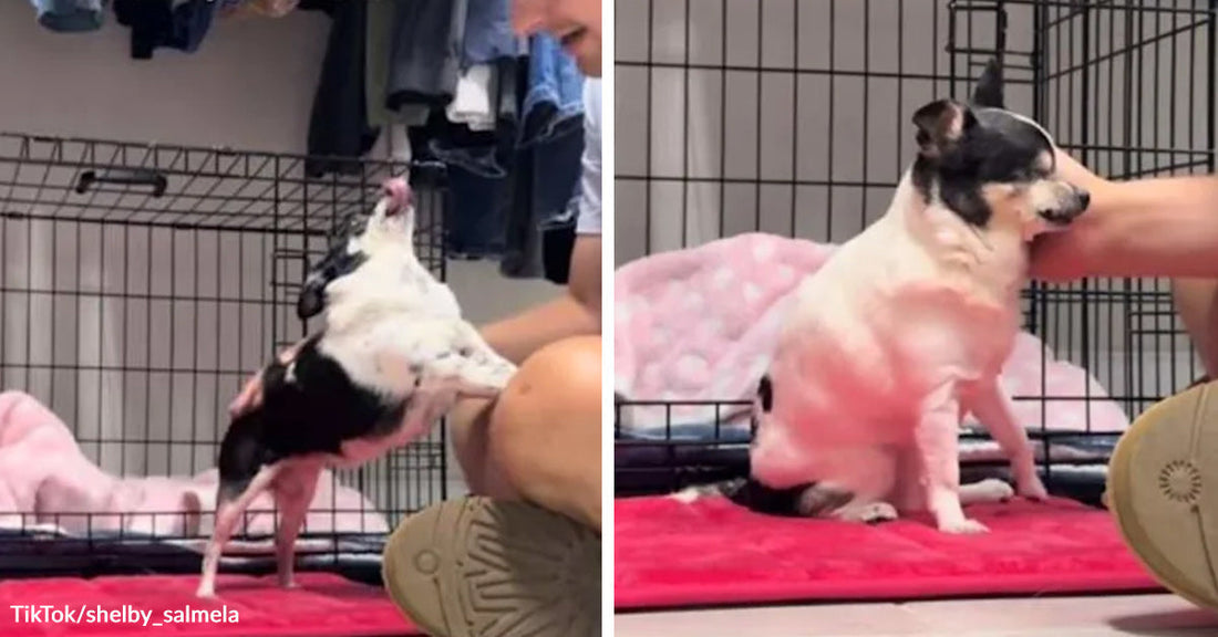 Tiny white-and-black dog rolling over for belly rubs indoors, beside the same dog sitting upright on a pink blanket.
