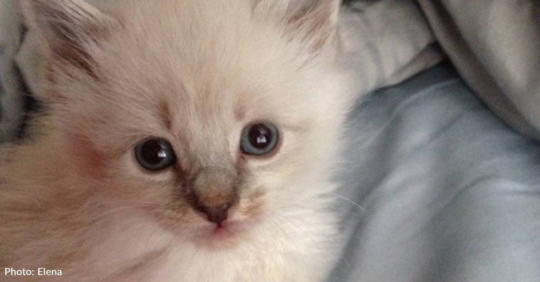 'The Litter Box Sleeper': Smallest, Loneliest Kitten in the Litter Finds Home